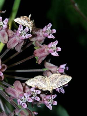 Herpetogramma-thestialis-52.jpg