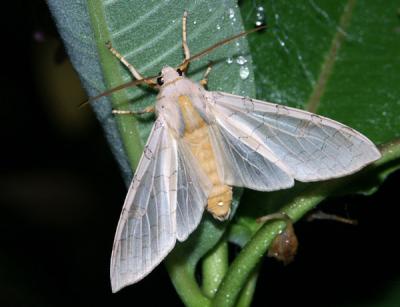 banded-tussock-moth-199.jpg