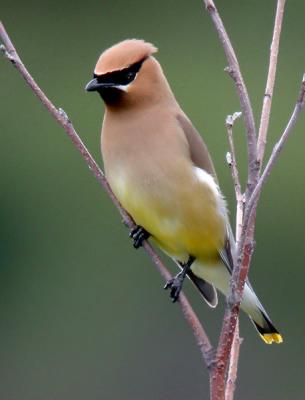 cedar-waxwing-ds-adj-4262.jpg