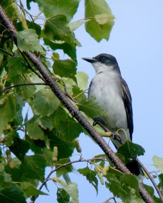 eastern-kingbird-4208.jpg