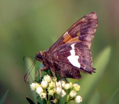 silver-spotted-skipper-ds-.jpg