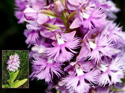 purple-fringed-orchis-b-548.jpg