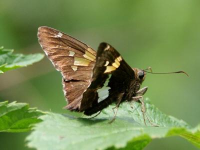 silver-spotted-skipper-4798.jpg