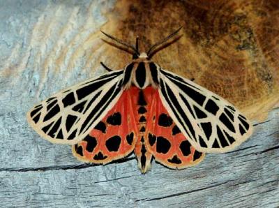 virgin-tiger-moth-5599.jpg
