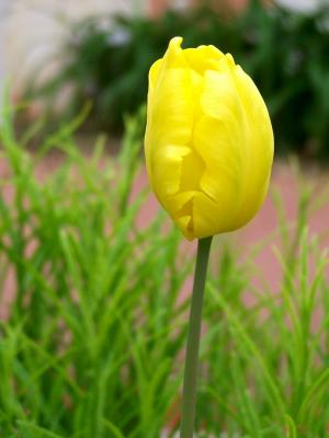 Yellow Tulip