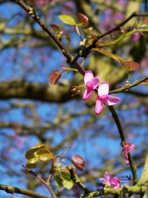 u26/loissd/medium/43669322.FloweringTreeBranch.jpg