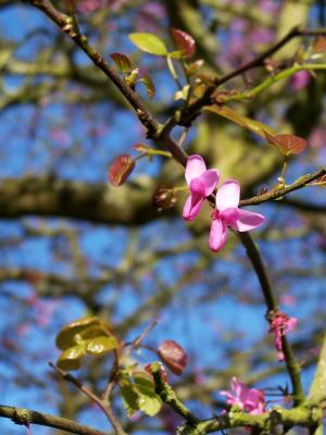 Flowering Tree Branch