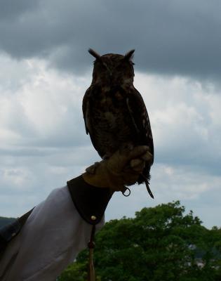u26/loissd/medium/43694793.OwlSilouette.jpg