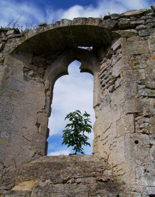Tree through church window