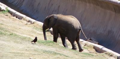 Baby Elephant and Bird