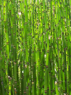 Reeds