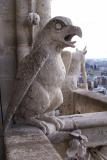 Bird Gargoyle Watching over Paris from Notre Dame