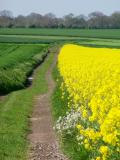 Yellow Blooms