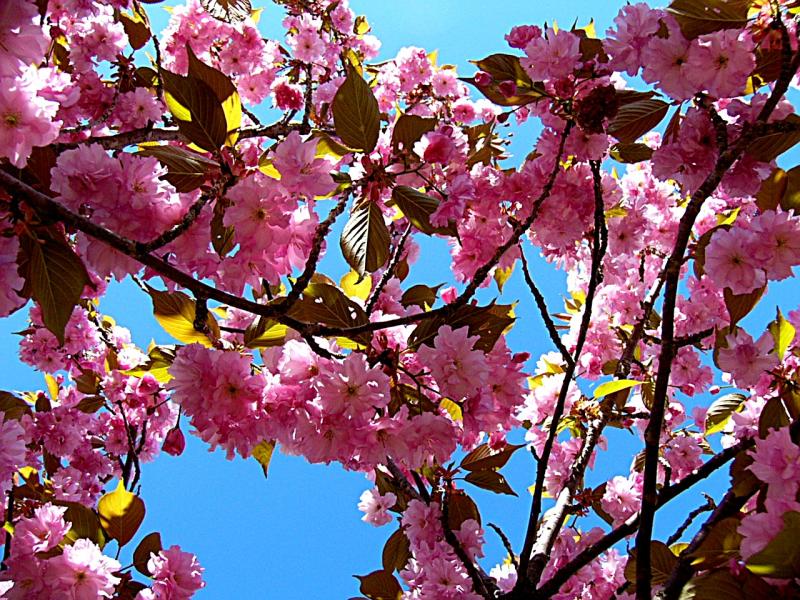 Pink Blossoms ~ May 13th