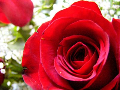 my red, red rose ~ May 14th