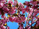 Pink Blossoms ~ May 13th