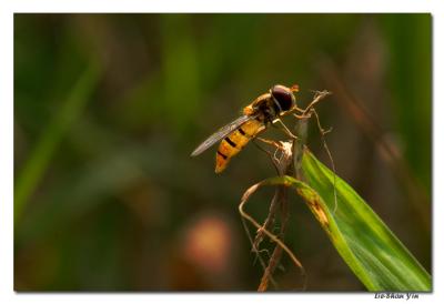 CRW_2562