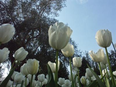 Tulips at Villa Taranto