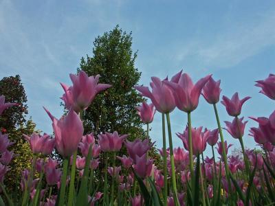 Forest of Tulips