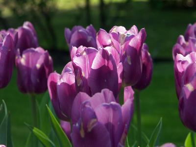 Contrasted Tulips