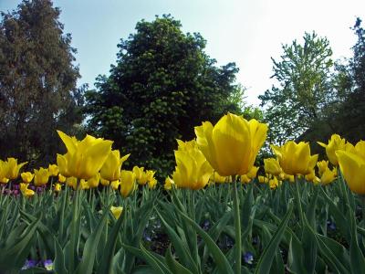 Forest of yellow tulips