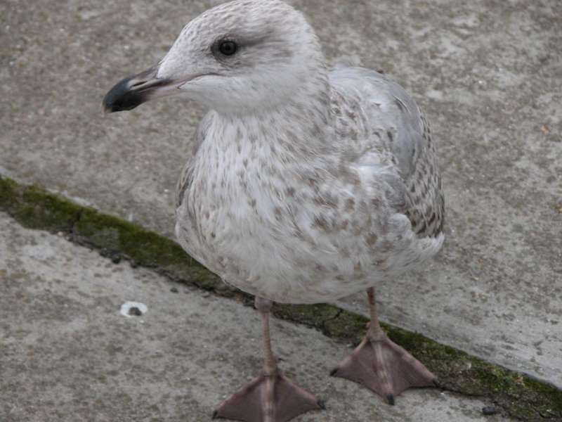 Seagull