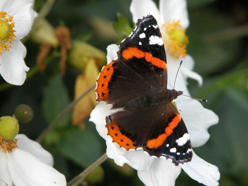 Powis Castle - Butterfly