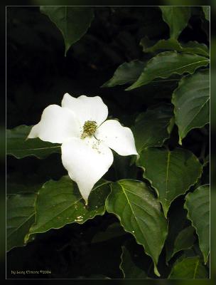 Chinese Dogwood.3764