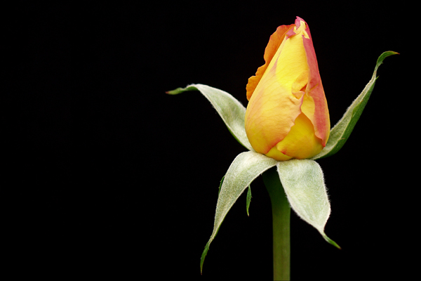 Yellow Rose