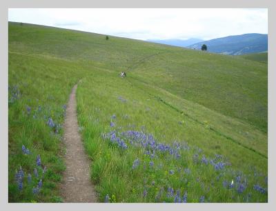 nearing a fork in the trail