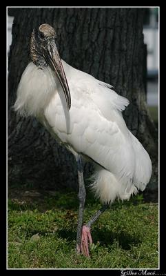 u26/maceg/medium/43171662.Wood_Stork_3240.jpg