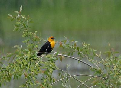 yellow-headed blackbird TNWR