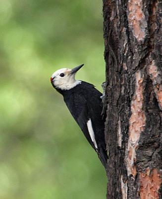 white-headed woodpecker Male Wenas_CG-2