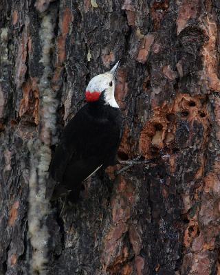 white-headed woodpecker Male Wenas_CG