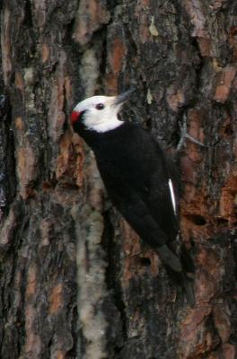 white-head woodpecker male