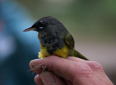 macgillivray's warbler in the hand TNWR