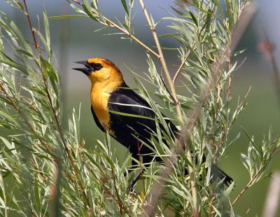 yellow-headed blackbird TNWR-1