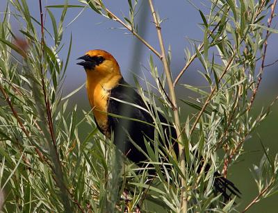 yellow-headed blackbird TNWR-3