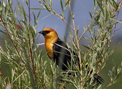 yellow-headed blackbird TNWR-4