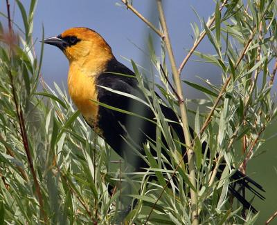 yellow-headed blackbird TNWR