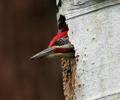 pileated woodpecker
