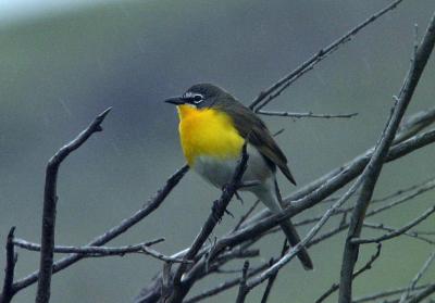 yellow breasted chat Umptanum Creek