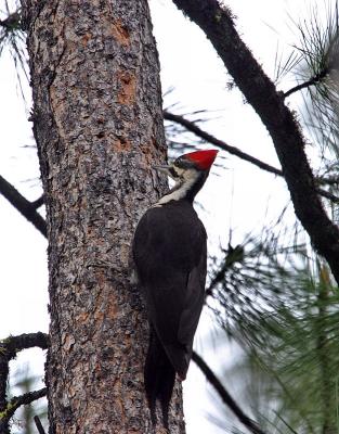 pileated woodpecker female-1