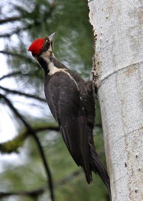 pileated woodpecker female-4