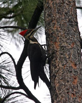 pileated woodpecker female-5
