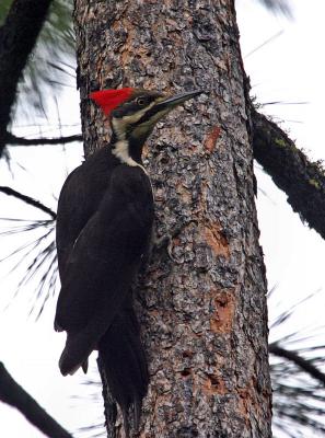 pileated woodpecker female-6