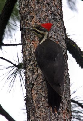 pileated woodpecker female-8