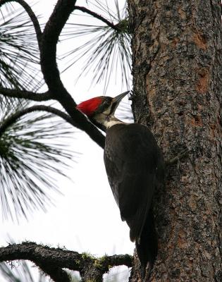 pileated woodpecker female