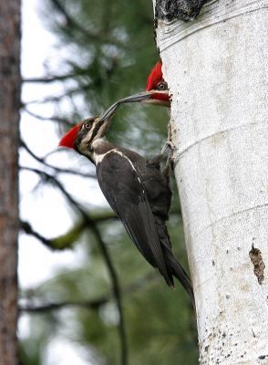 u26/macknight/medium/43623528.pileated_woodpeckers_shift_change.jpg