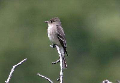 flycatcher - unknown